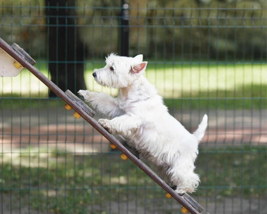 Pet Boarding for Cats & Dogs