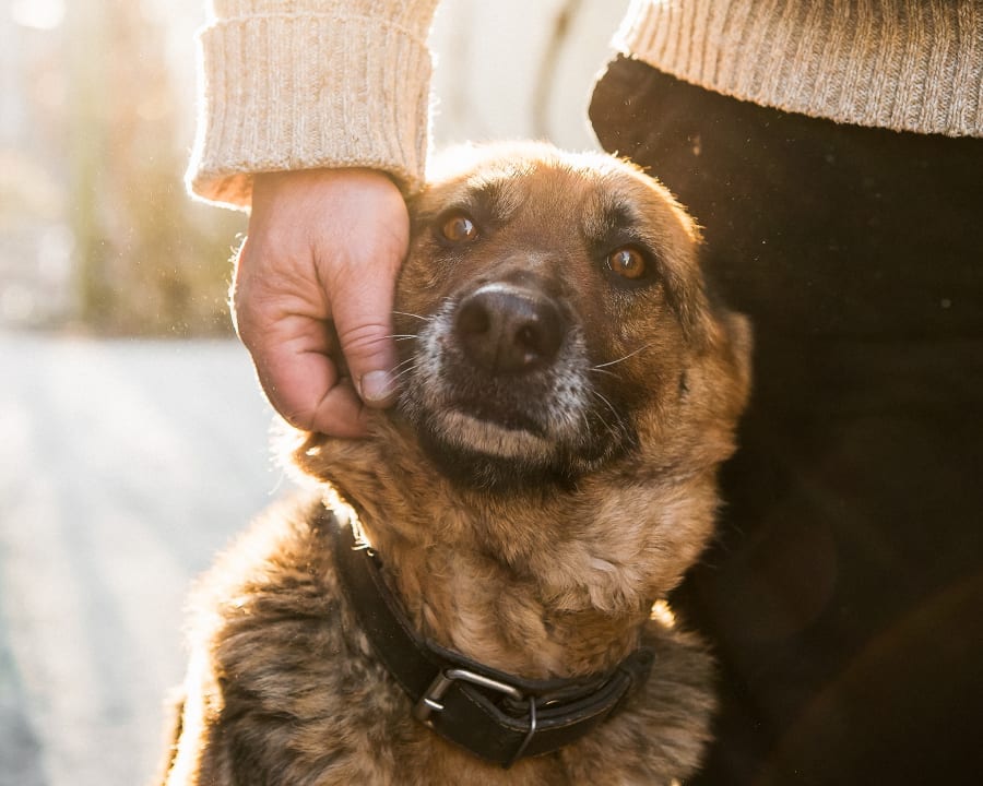 Veterinary Geriatric Care for Pets in Wiggins