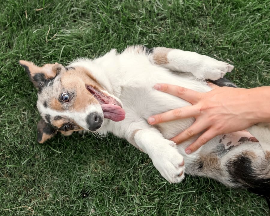 Veterinary Internal Medicine in Wiggins