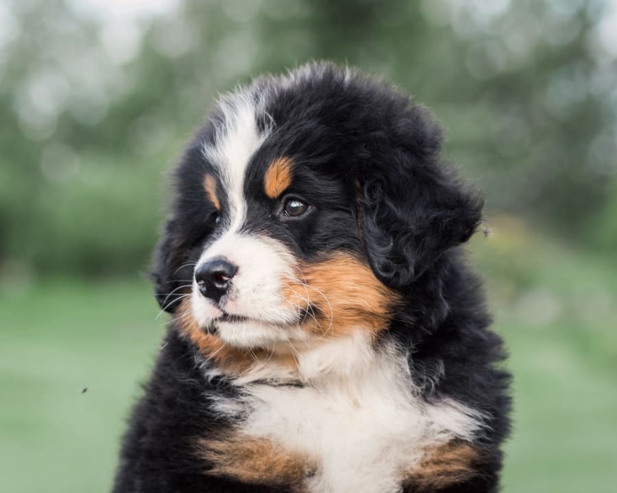 Puppies & Kittens, Wiggins Veterinarians