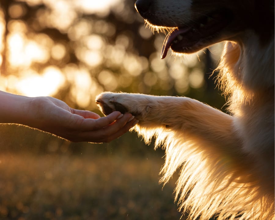Breeding consultations and services for cats & dogs, Wiggins Vet
