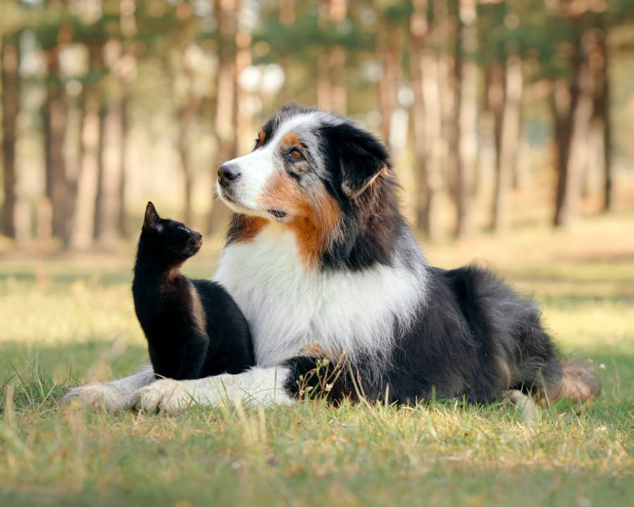 Veterinary Surgery in Wiggins
